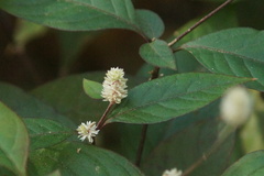 Alternanthera bettzickiana