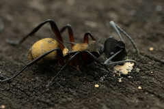 Polyrhachis rufifemur