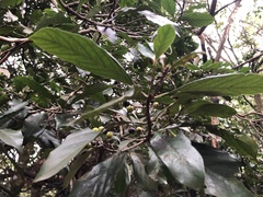 Aidia cochinchinensis