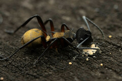 Polyrhachis rufifemur