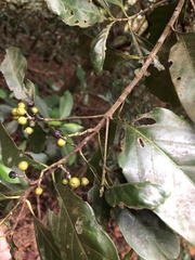 Aidia cochinchinensis