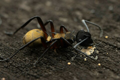 Polyrhachis rufifemur