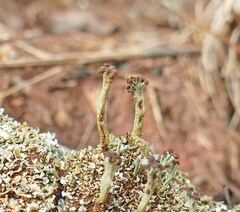 Cladonia subcariosa