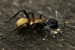 Polyrhachis rufifemur