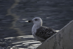 Larus marinus