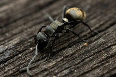Polyrhachis mjobergi