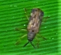 Sumitrosis inaequalis