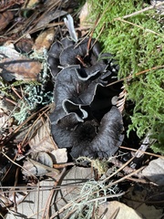 Craterellus calicornucopioides