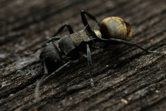 Polyrhachis mjobergi