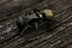 Polyrhachis mjobergi