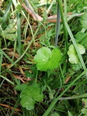 Hydrocotyle heteromeria