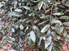 Glochidion acuminatum