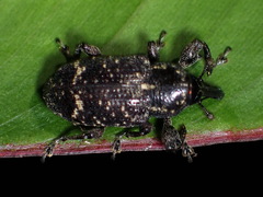 Hylobiina