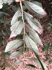 Glochidion acuminatum