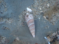 Ophiodermella inermis