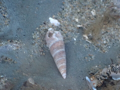 Ophiodermella inermis