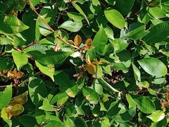 Polistes chinensis