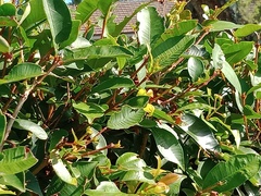 Polistes chinensis