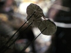Marasmius crinis-equi