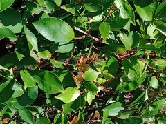 Polistes chinensis