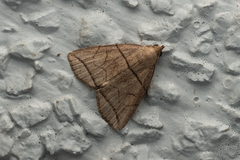 Herminia grisealis