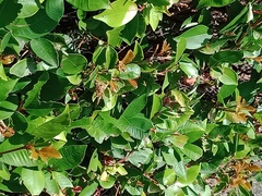 Polistes chinensis