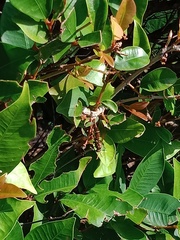 Polistes chinensis