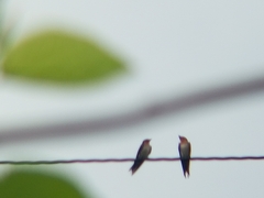 Hirundo tahitica
