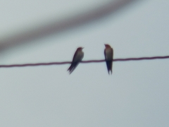 Hirundo tahitica