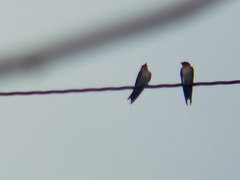 Hirundo tahitica