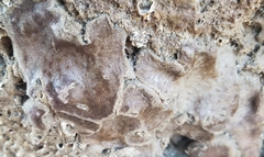 Eudistoma psammion