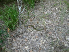 Coluber constrictor flaviventris