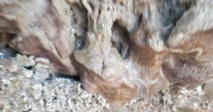 Eudistoma psammion