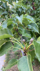 Pyrus