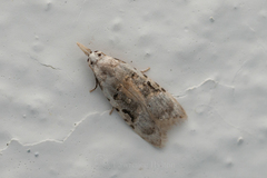 Metacosmesis laxeuta