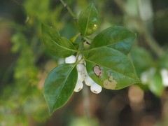 Chiococca alba