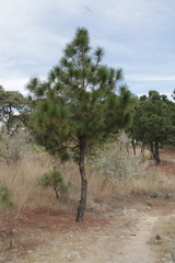 Pinus devoniana