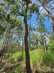 Eucalyptus melanophloia