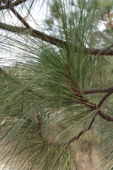 Pinus devoniana