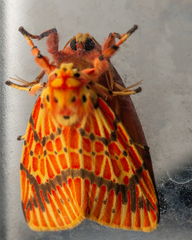 Barsine striata