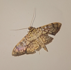 Haritalodes derogata
