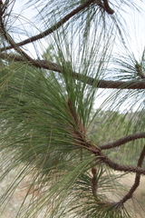 Pinus devoniana