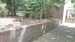 Alectura lathami lathami