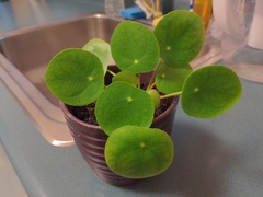 Pilea peperomioides