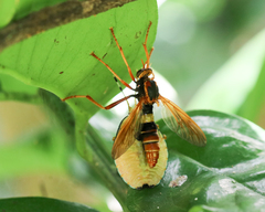 Neosaropogon