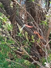 Ischnura heterosticta