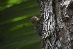 Cebuella pygmaea