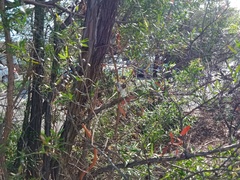 Ischnura heterosticta