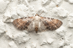 Eupithecia mundiscripta