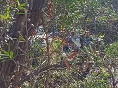 Ischnura heterosticta